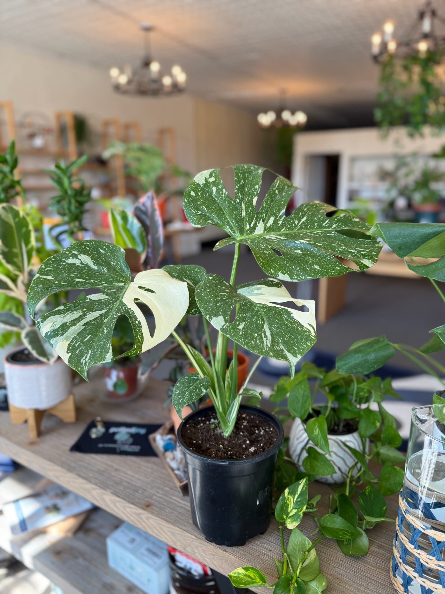 Monstera 'Thai Constellation' | Potted Joy