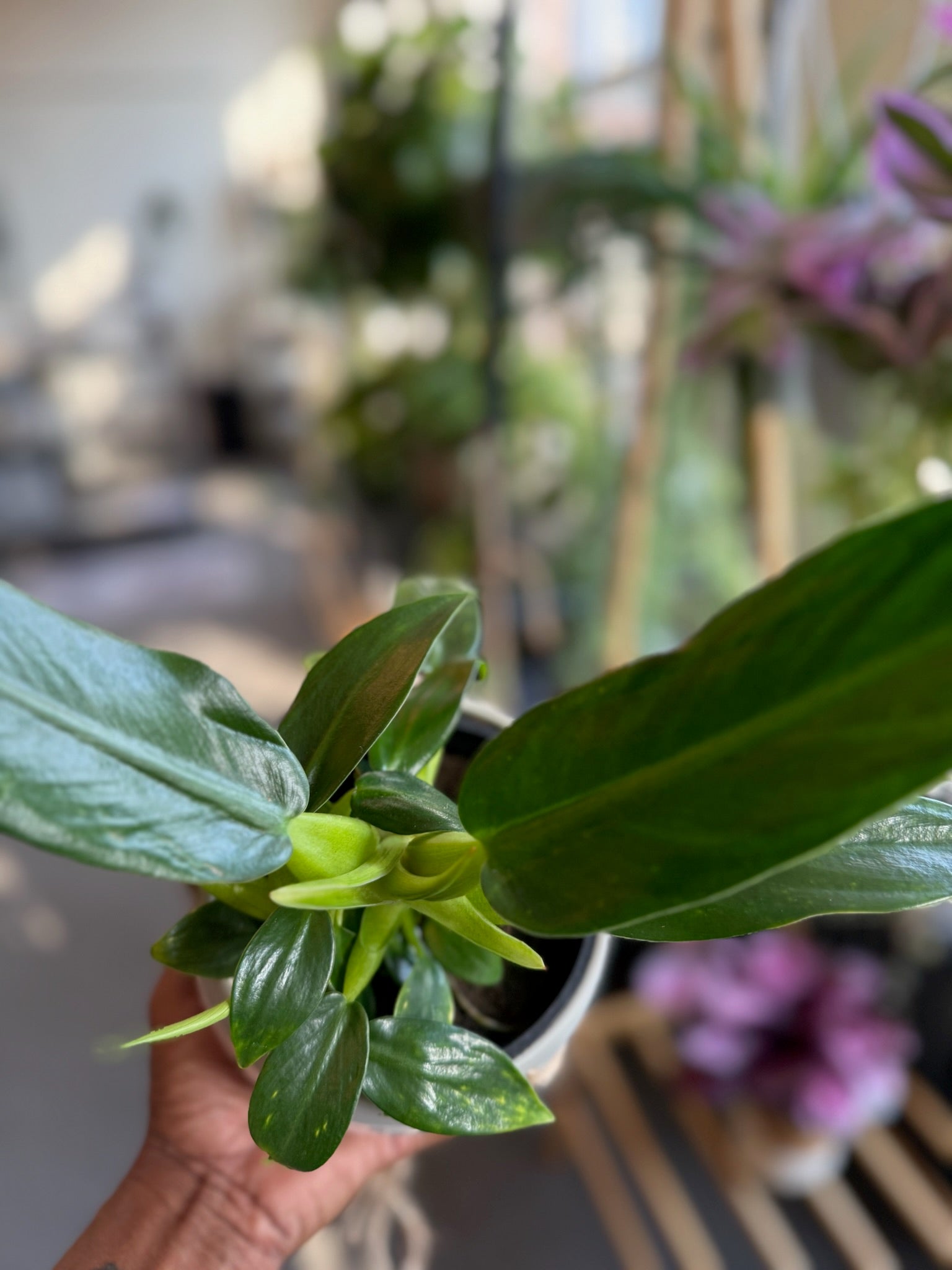 Philodendron 'Fat Boy' | Potted Joy