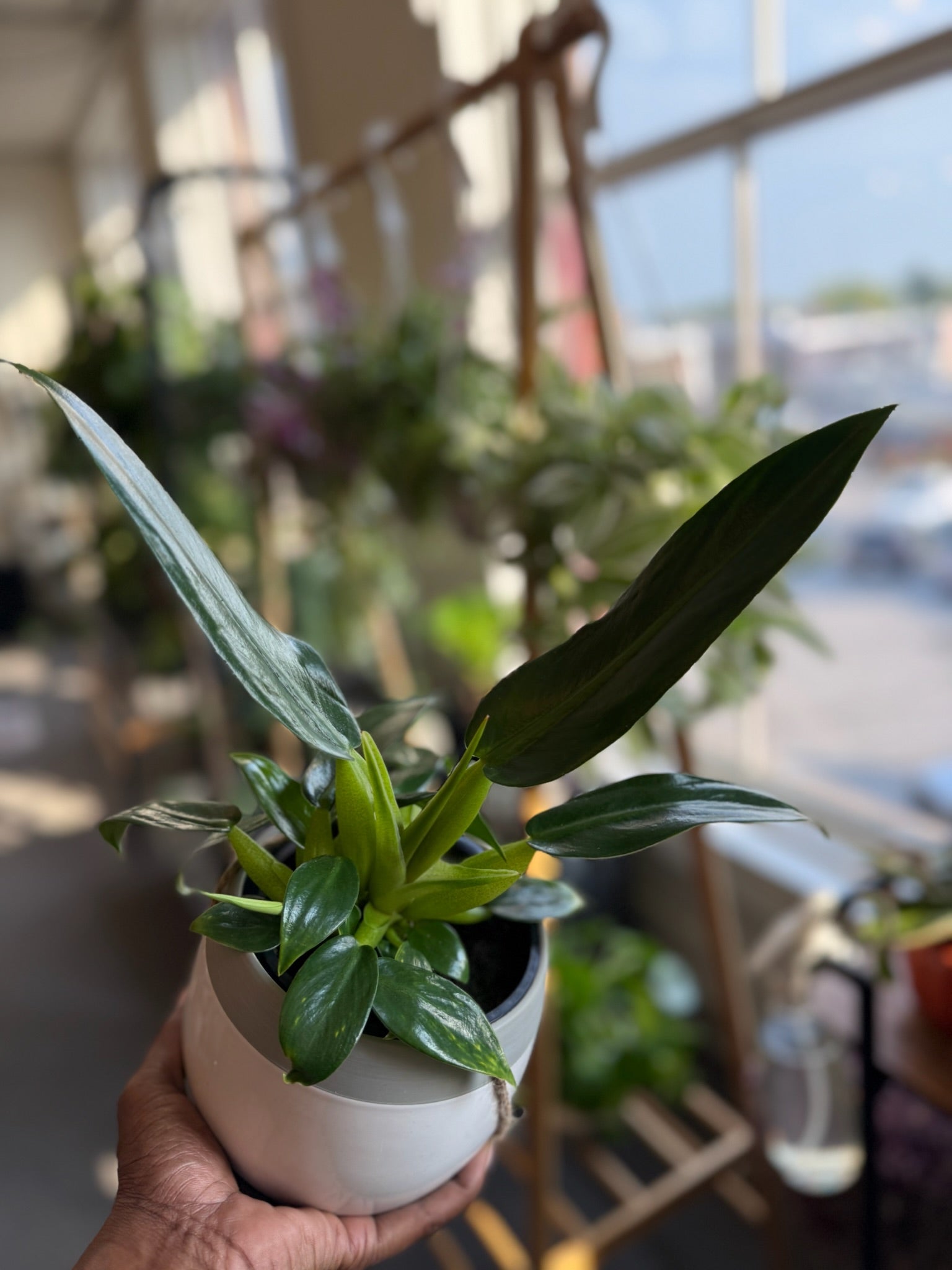 Philodendron 'Fat Boy' | Potted Joy