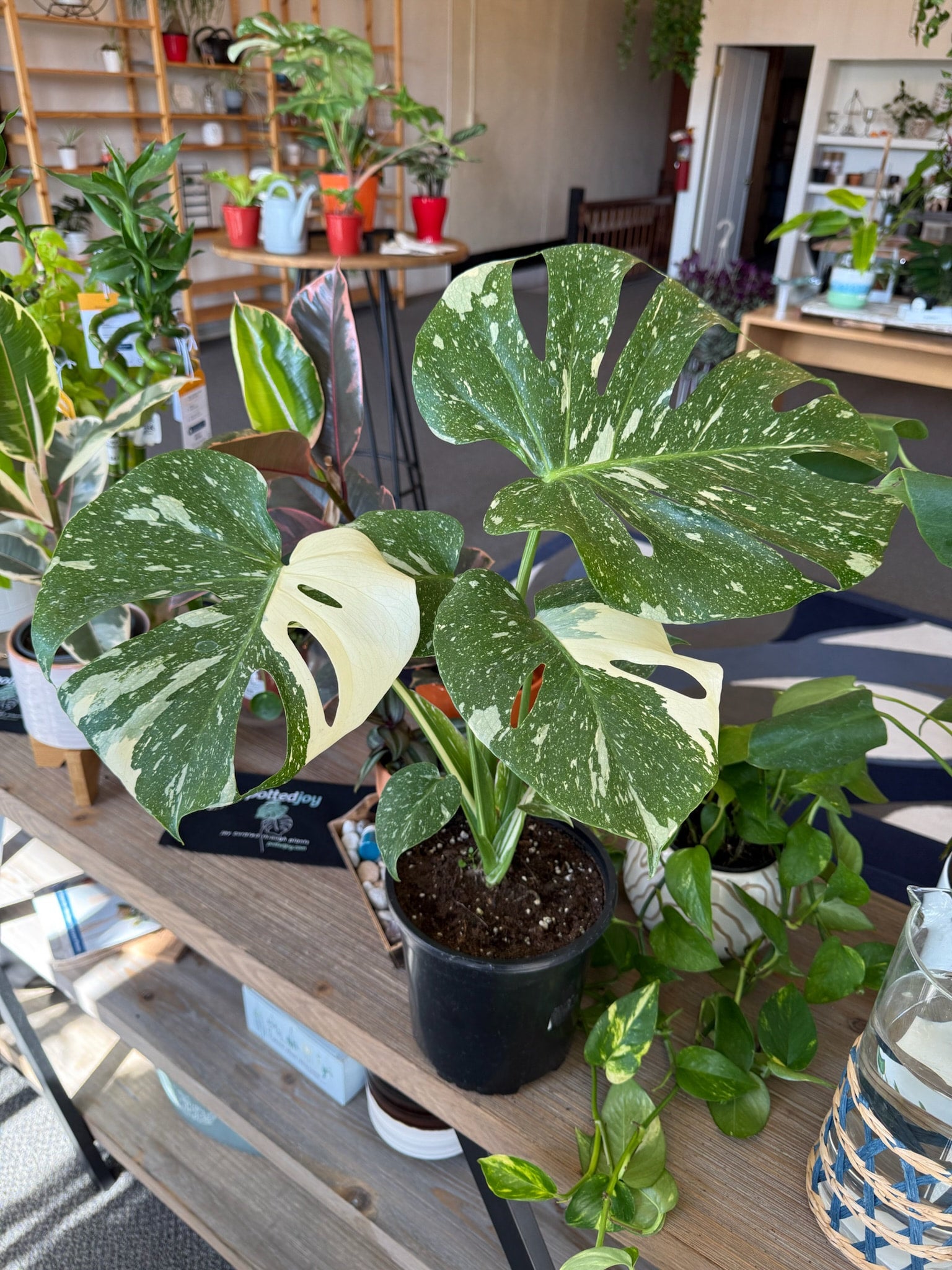Monstera 'Thai Constellation' | Potted Joy