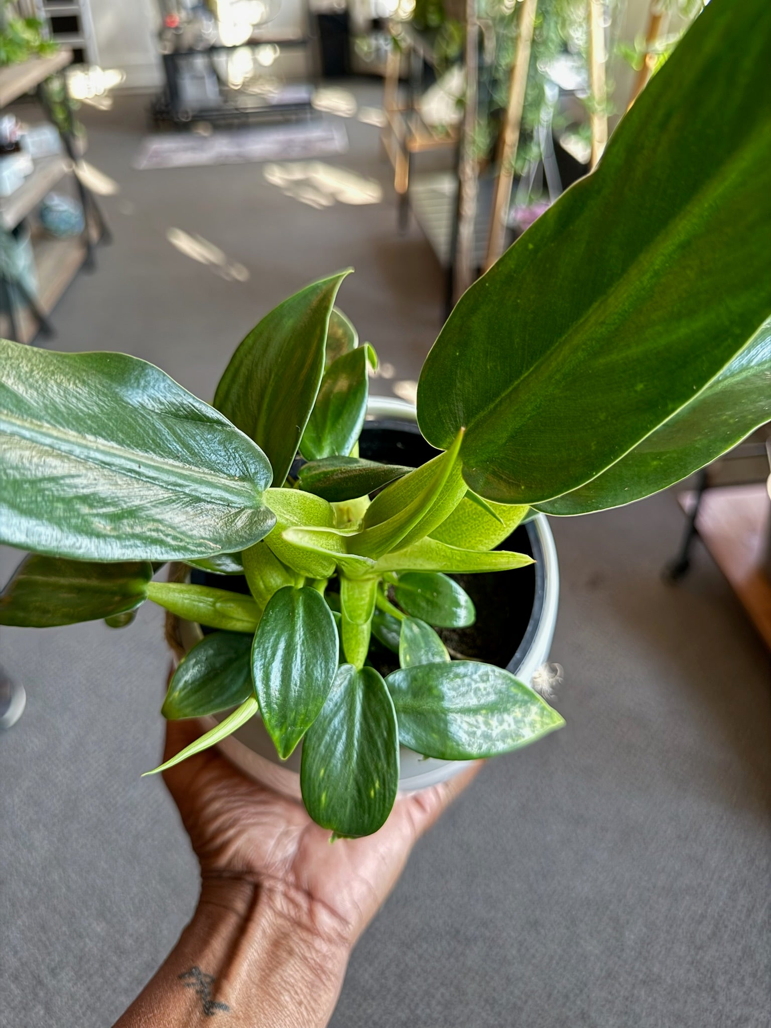 Philodendron 'Fat Boy' | Potted Joy
