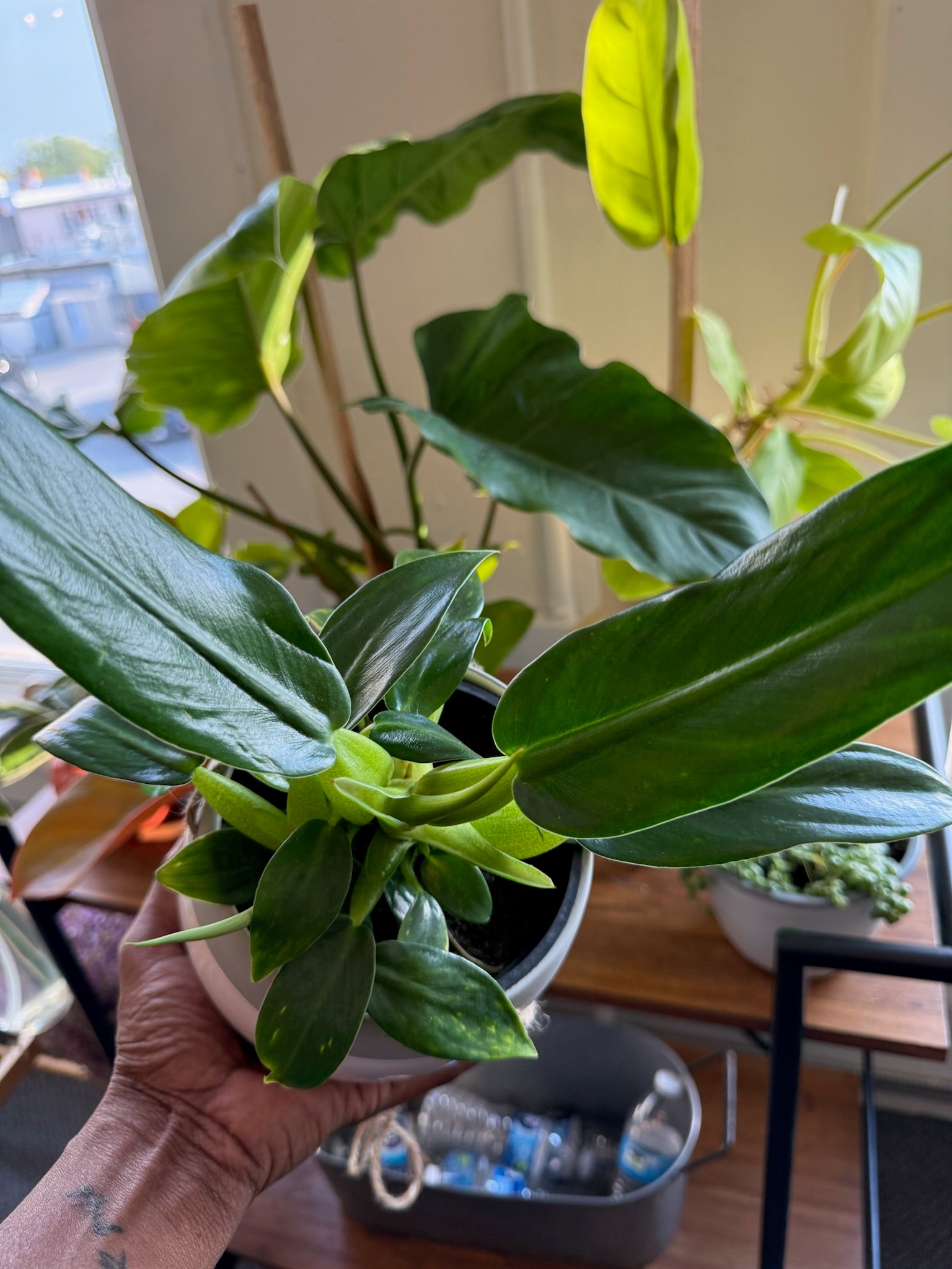 philodendron king Philodendron Emerald King