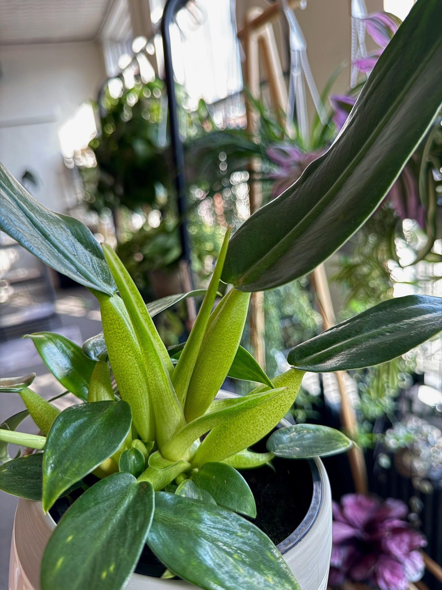 bromeliad air plant Bromeliad Tillandsia ionantha Guatemalan two pack Air Plant
